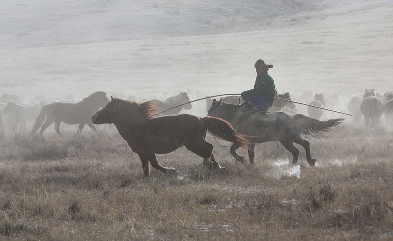 mongolia horses